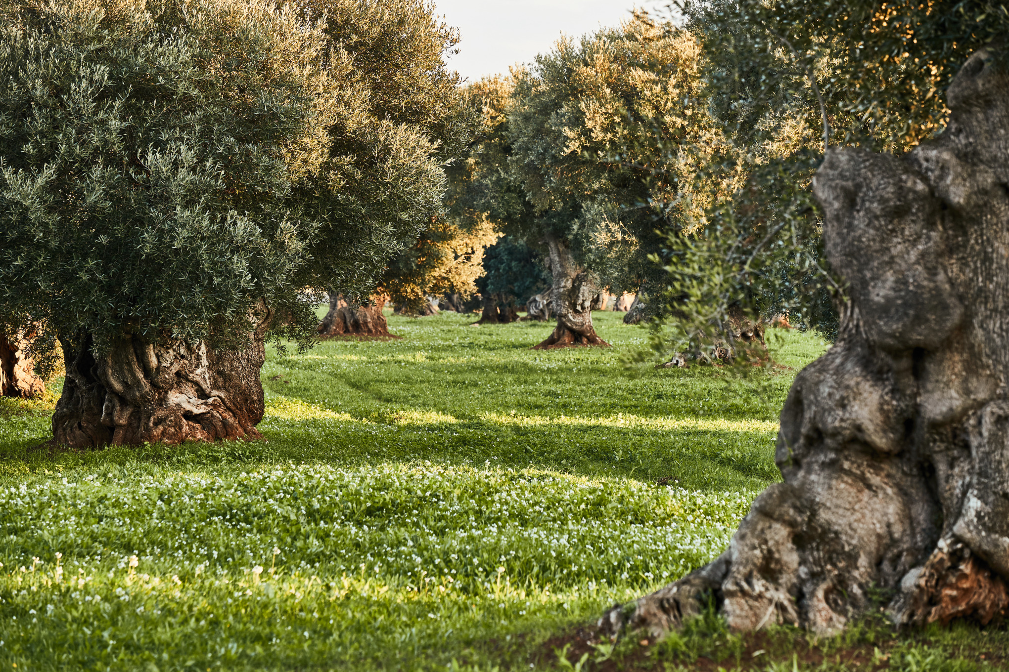 Politica de confidențialitate Furnizori