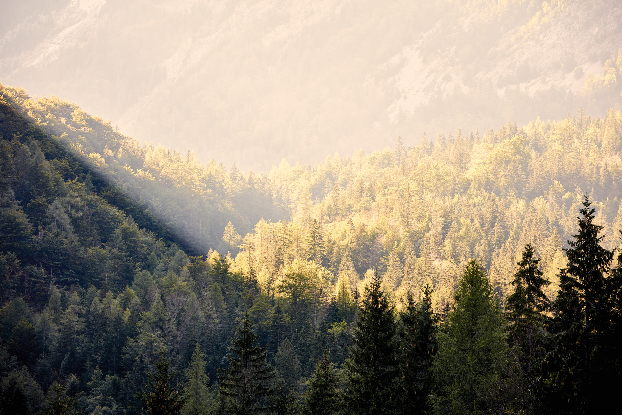 Companii de vânzări STIHL din întreaga lume