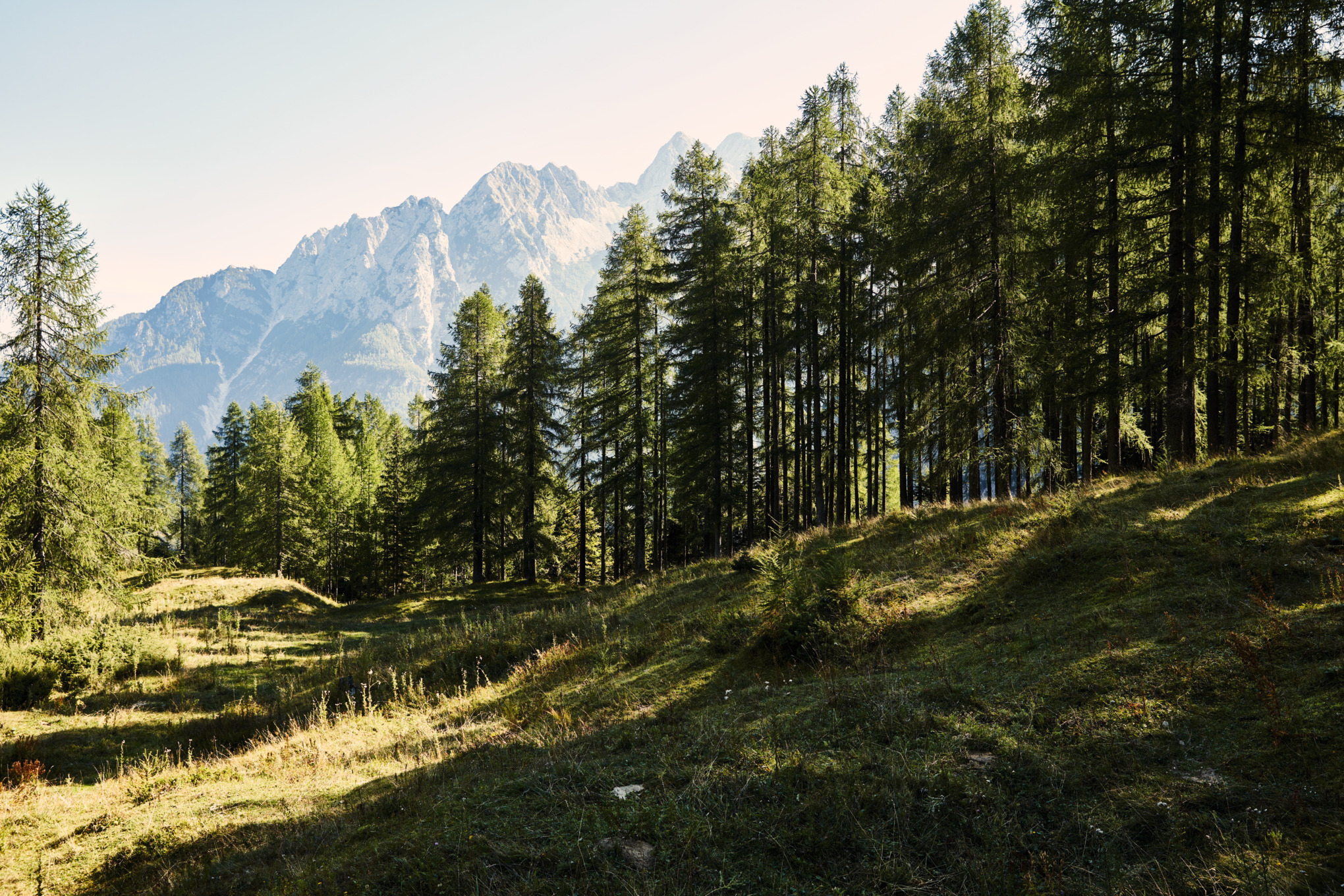 Informații de presă