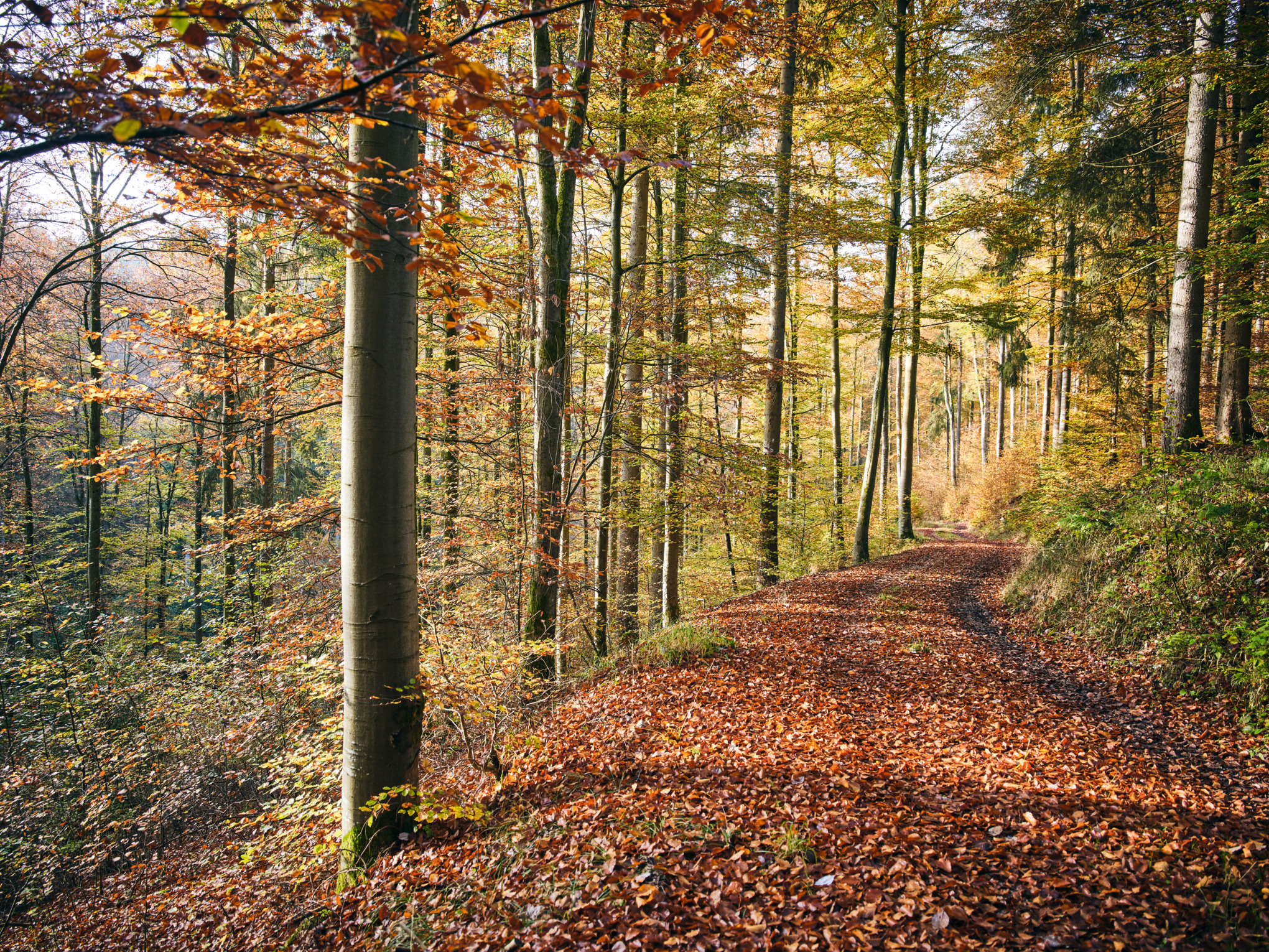 Sustenabilitatea economică