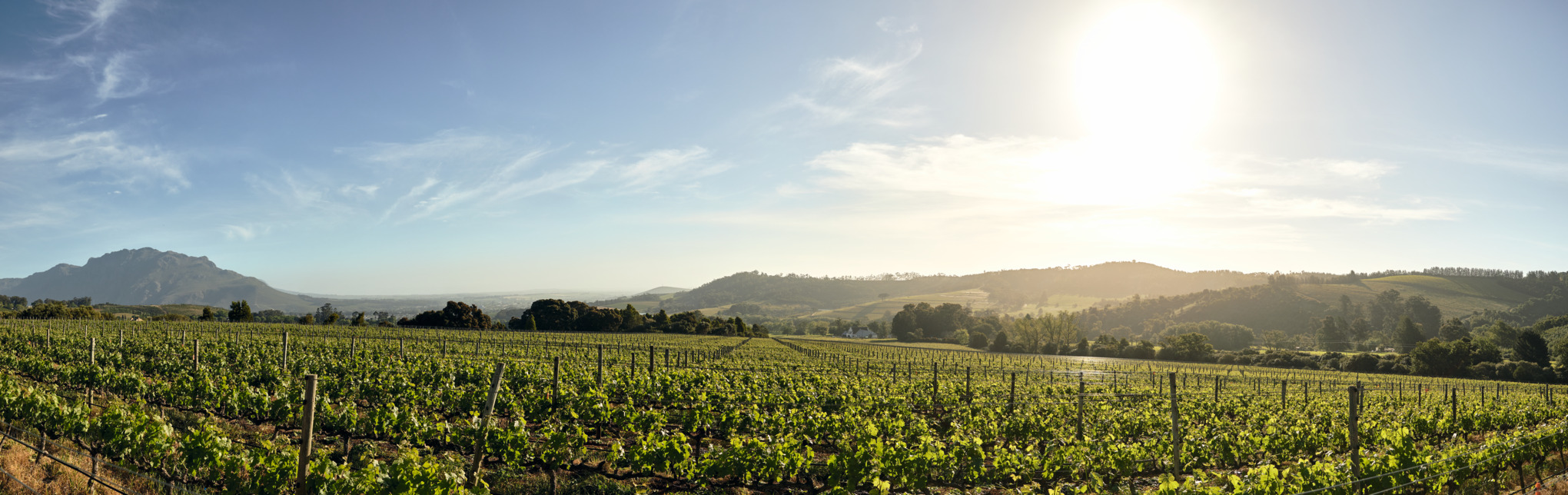 Companii de vânzări STIHL Africa