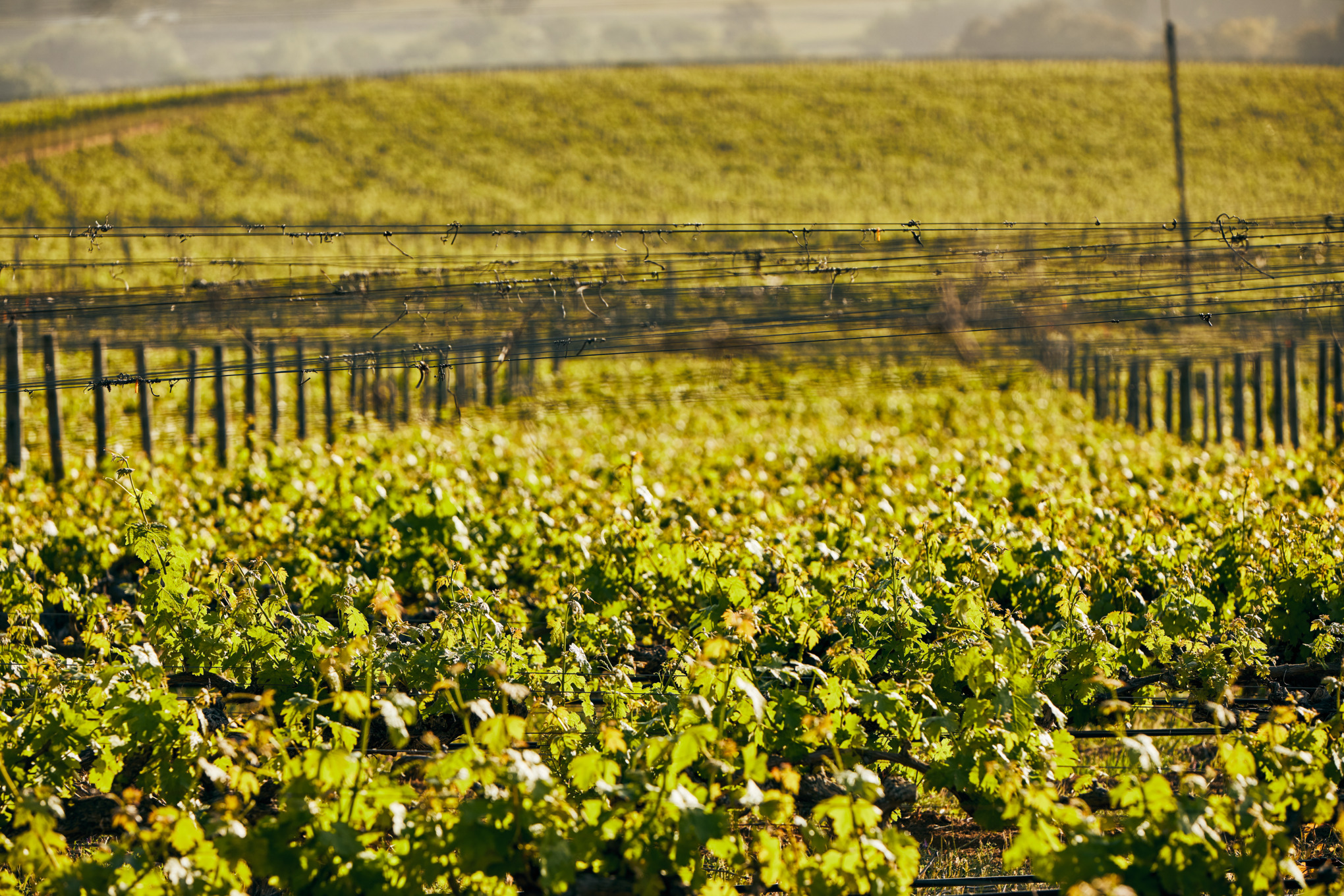 Companii de vânzări STIHL America de Sud