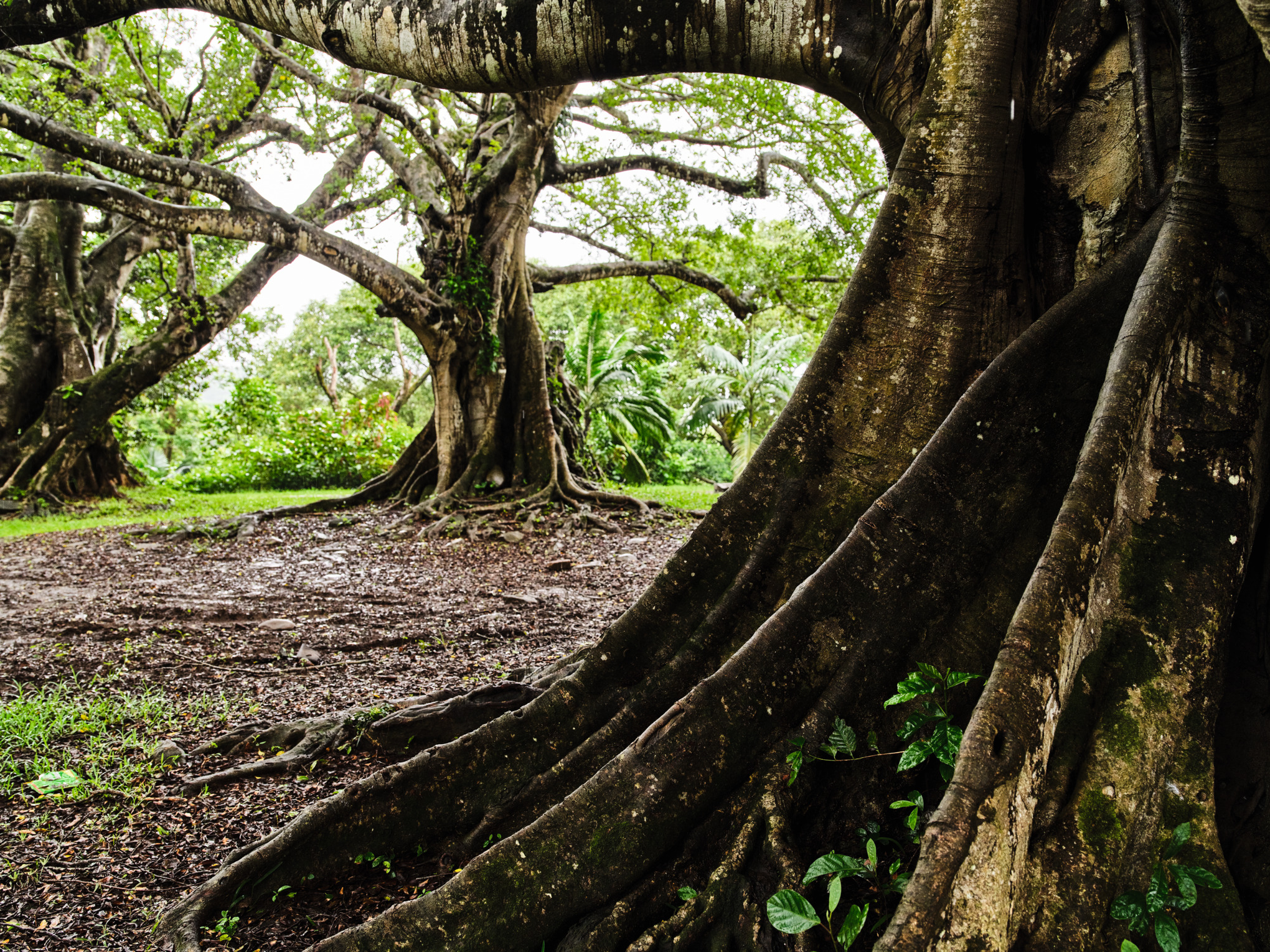 Strategia climatică
