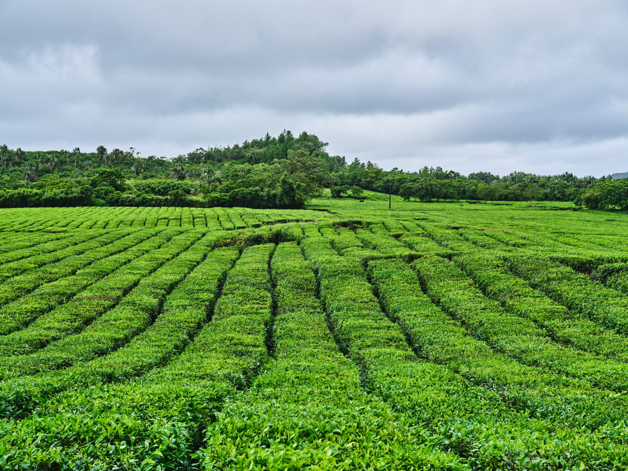 Companii de vânzări STIHL în Orientul Mijlociu