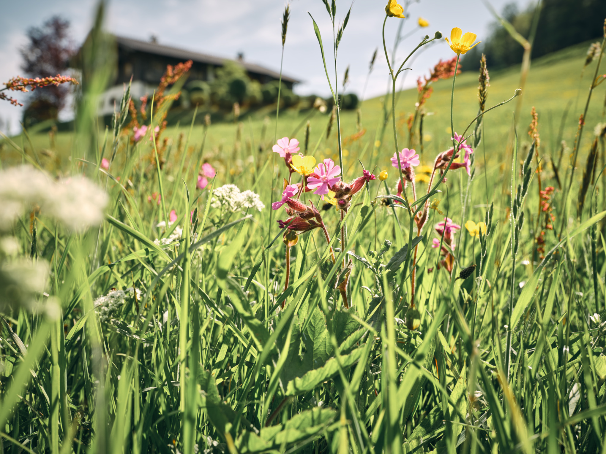 Mediul înconjurător
